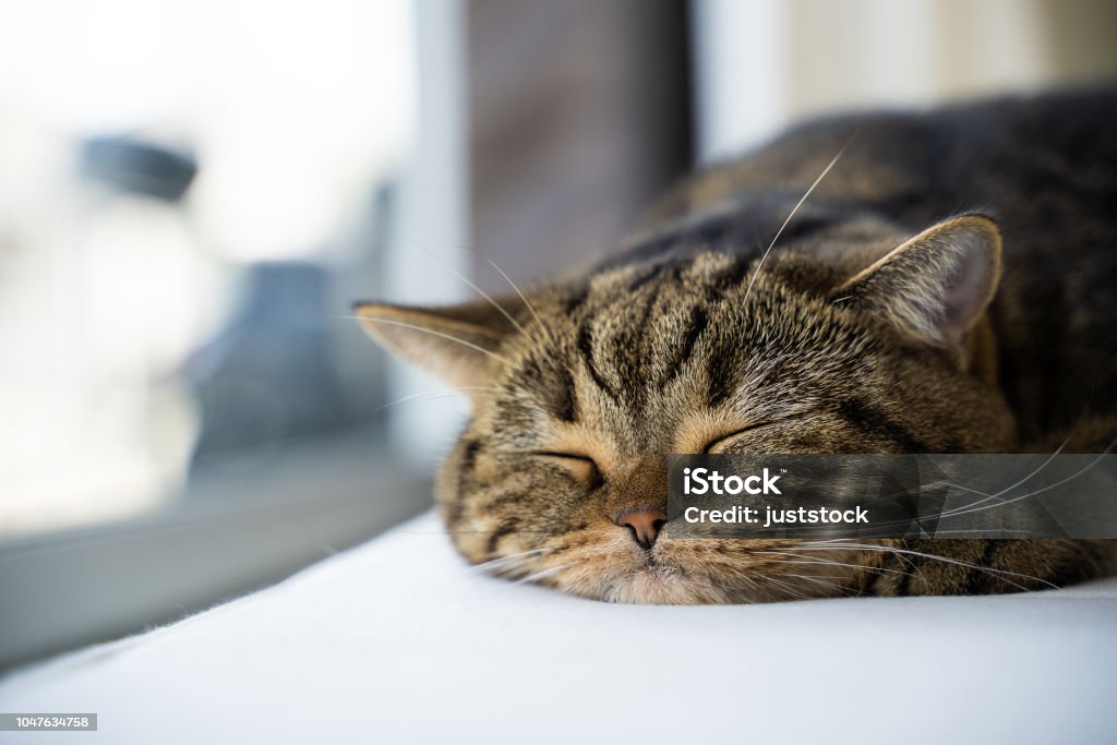 Bootstrap Themes