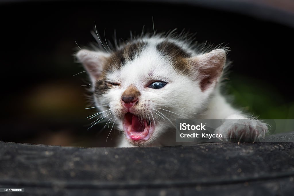 cat image 