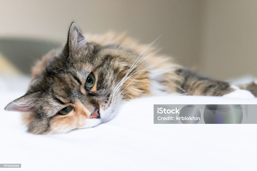 cat 2 image